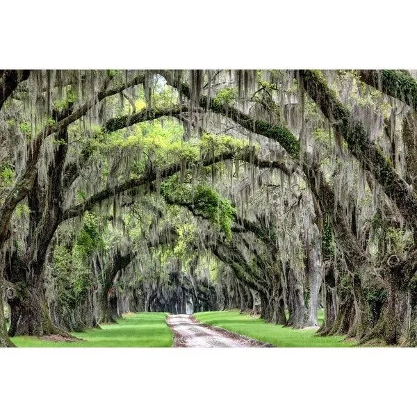 Easy Art Prints Daniel Burt's 'The Old South' Premium Canvas Art - 12 x 18 - Brazilian Barnwood Frame