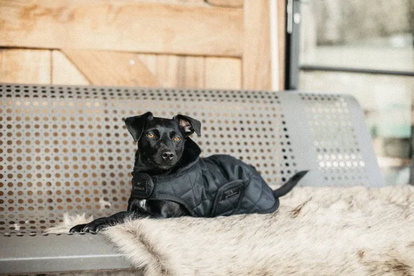 Kentucky Dogwear Dog Coat HW20