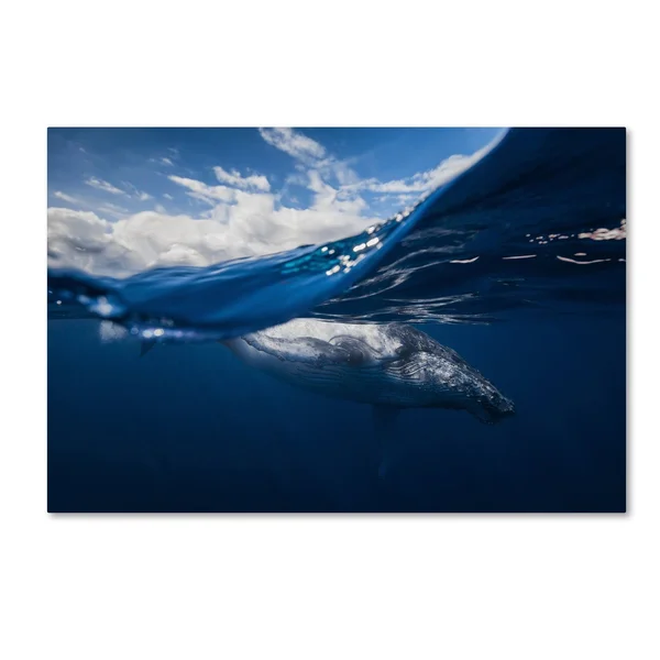 Trademark Art Barathieu Gabriel 'Humpback Whale and The Sky' Canvas Art, ShopLadder