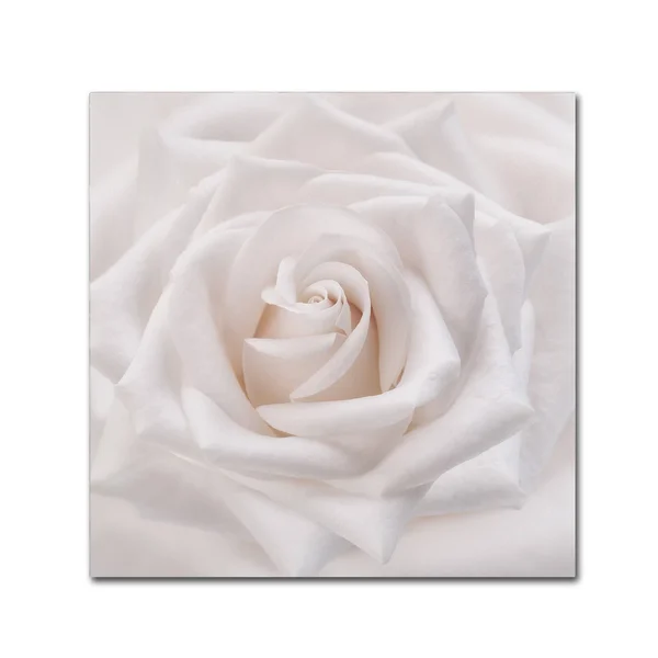 Trademark Fine Art Ali1785-C1818Gg Cora Niele &Soft White Rose& Canvas