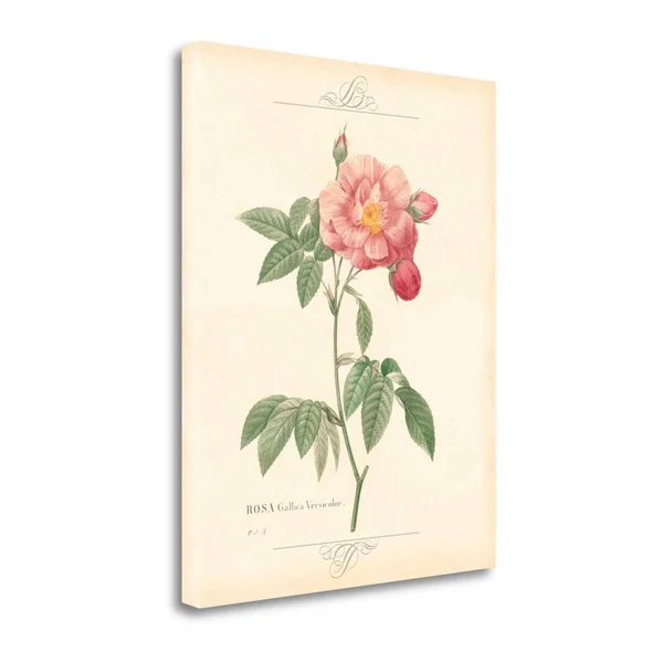 Tangletown Fine Art Detailed Floral III by Artique Studio - Giclee Print on Wrap Canvas, 23x22x28x22