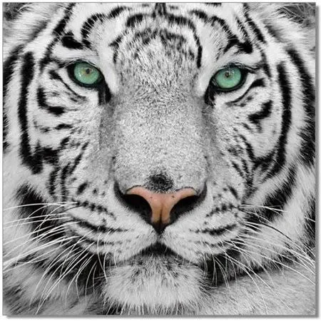 Ju0026M Furniture Acrylic Art Black & White Tiger