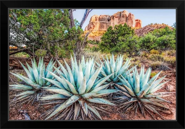 Agave Plants and Cathedral Rock, Sedona AZ, Black Framed Wall Art, 30x20, Great Big Canvas