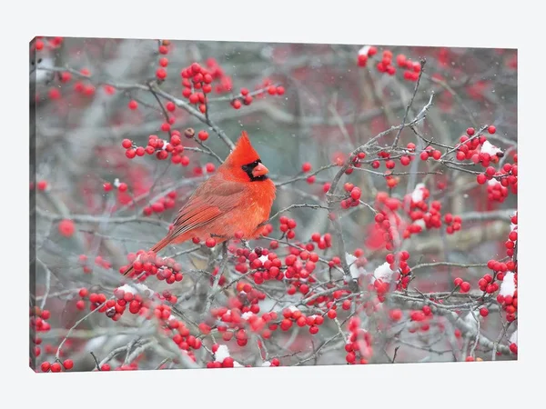 iCanvas Northern Cardinal Male in Winterberry BUSH - Marion County, Illinois Art by Richard & Susan Day Canvas Art Wall Decor