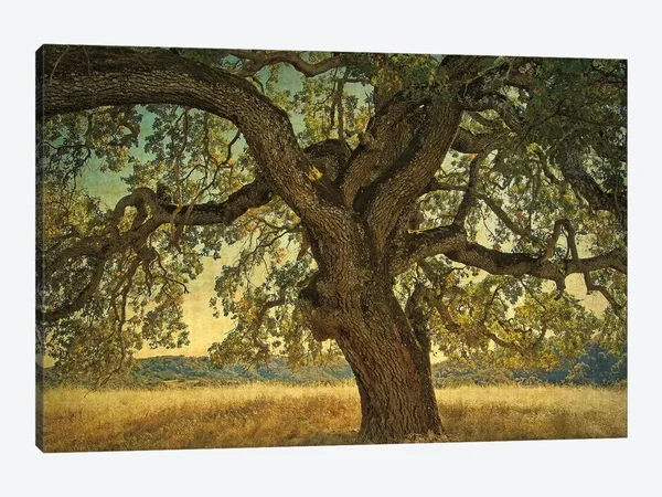 iCanvas Blue Oak Silhouette Art by William Guion Canvas Art Wall Decor ( Floral & Botanical > Tree Art > Oak Trees a