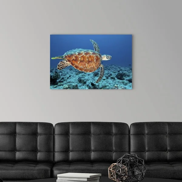 Green Sea Turtle, Large Solid-Faced Canvas Wall Art Print, Great Big Canvas