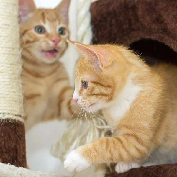 Petmaker 4 Tier Cat Tree- Plush Multi-Level Cat Tower with Sisal Scratching
