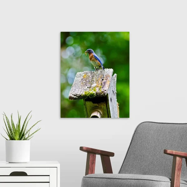 North America - USA, Minnesota, Mendota Heights, Eastern Bluebird, Canvas Wall Art, 16x20, Great Big Canvas