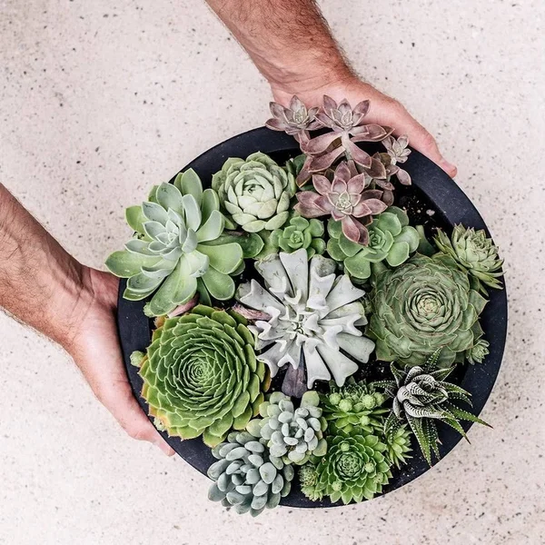 Dream Patio Los Angeles 23.5x22 Dia x 8x22H White Fiberstone Succulent Bowl