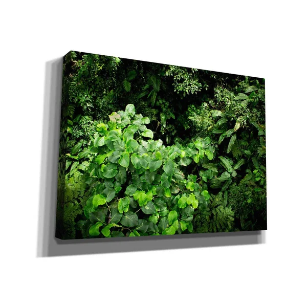 Cortesi Home 'Rainforest Canopy' by Nicklas Gustafsson Canvas Wall Art - 16 inchx12 inch, Size: 16 x 12, Green