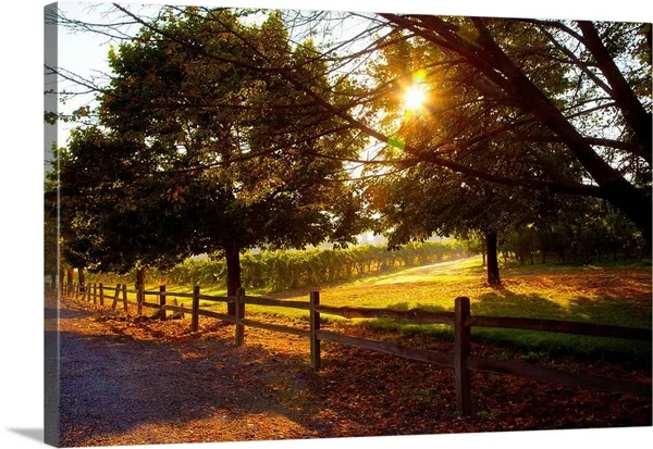 Dreamland Vineyard, Large Solid-Faced Canvas Wall Art Print, Great Big Canvas