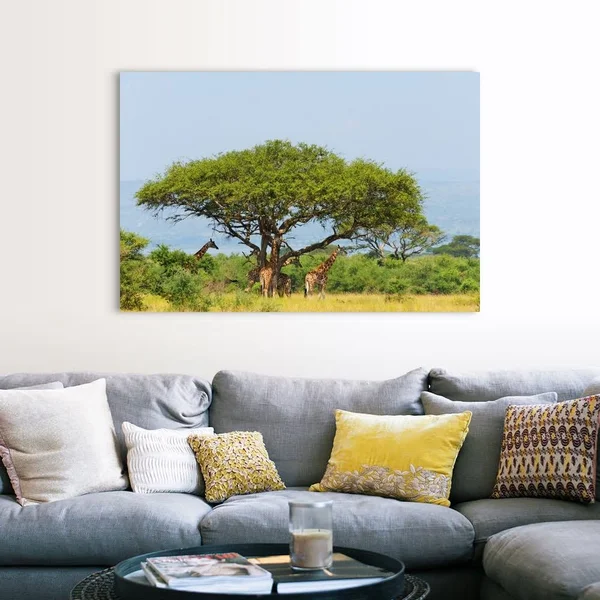 Giraffes Under An Acacia Tree on The Savanna - Murchison Falls National Park, Uganda, Canvas Wall Art, 60x40, Great Big Canvas