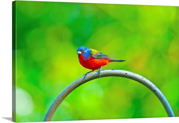 North America, USA, Florida, Immokalee, Painted Bunting, Large Solid-Faced Canvas Wall Art Print, Great Big Canvas