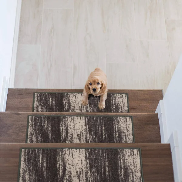 Rugshop Contemporary Ombre Non-Slip Stair Treads (Set of 13) 8.6x22 x 26x22 Cream