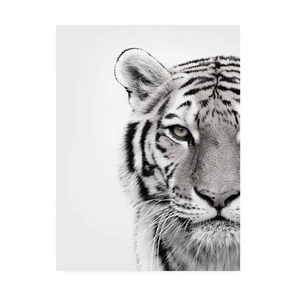 Trademark Fine Art Ic01204-C2432Gg Design Fabrikken 'White Tiger Fabri
