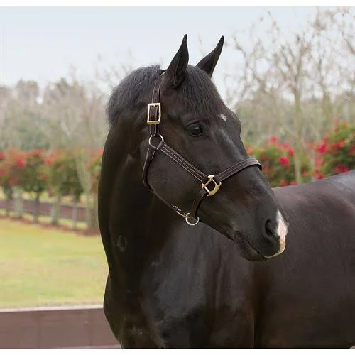 Suffolk by Dover Saddlery Triple-Stitched Halter