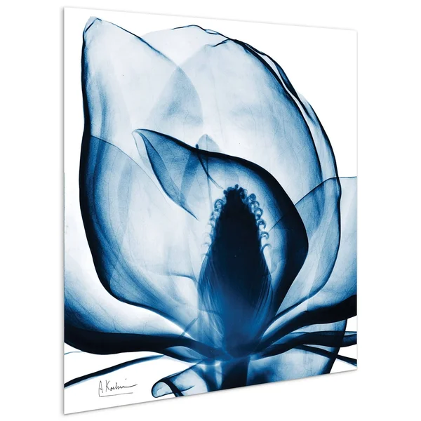 Porch & den Blue Magnolia X-Ray Frameless Floating Glass Panel Art