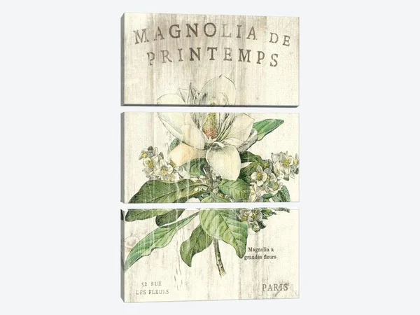 Sue Schlabach Large 3-Piece Canvas Print - Magnolia De Printemps ( Floral & Botanical > Flowers > Magnolias art)