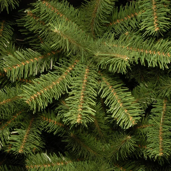 National Tree 6.5& North Valley Spruce Tree