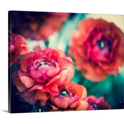 &Ranunculi& Sonja Quintero Photographic Print Great Big Canvas Format: Canvas - Size: 24x22 H x 30x22 W x 1.5x22 D
