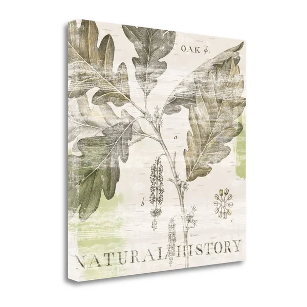 Tangletown Fine Art Natural History Oak IV by Sue Schlabach, Giclee Print on Wrap Canvas, 30x30x22