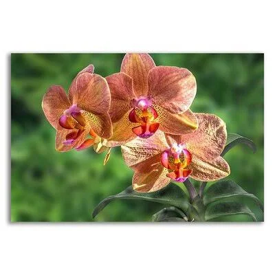 Orange Orchid by Don Spears - Wrapped Canvas Photograph Print East Urban Home Size: 24x22 H x 36x22 W x 1.5x22 D