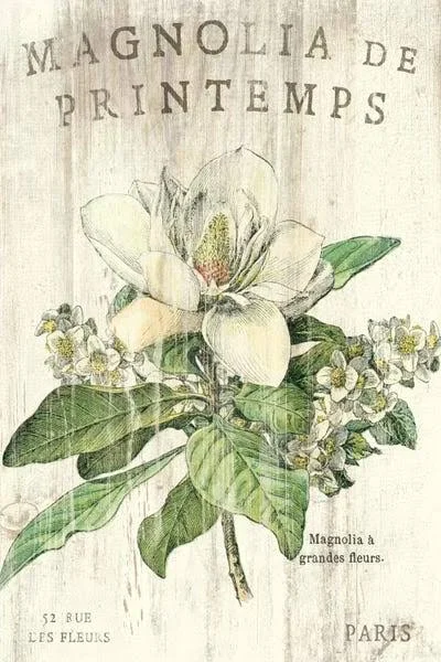 Sue Schlabach Large 3-Piece Canvas Print - Magnolia De Printemps ( Floral & Botanical > Flowers > Magnolias art)