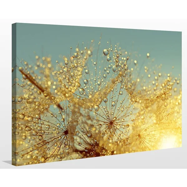Picture Perfect International Dewy Dandelion Flower at Sunrise Close Up Full Giclee Print Canvas Wall Art, 36 Inches x 48 Inches