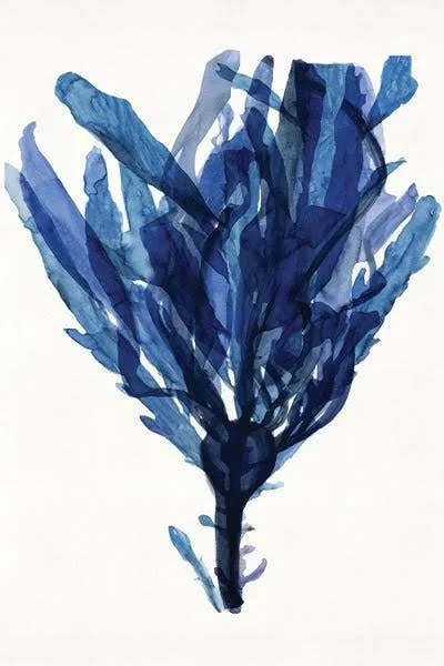 Framed Poster Prints - Indigo Ocean IV by Stellar Design Studio ( Floral & Botanical art)
