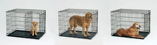 Midwest 24x22 Life Stages Dog Crate