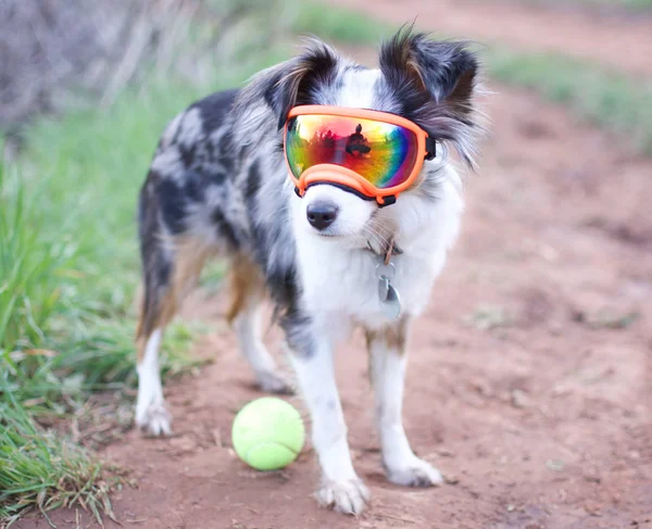 Rex Specs Dog Goggles - Hot Granny Smith - X-Small - 1 Clear & 1 Red Mirror Lens