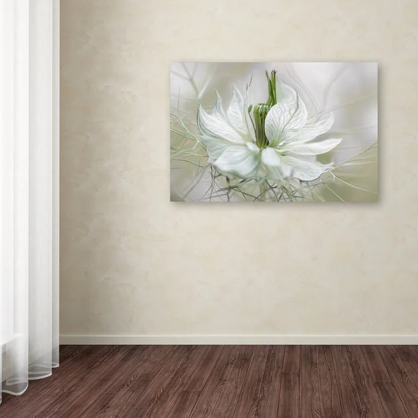 Trademark Fine Art 1X03389-C2232Gg Mandy Disher 'Nigella' Canvas Art, 2