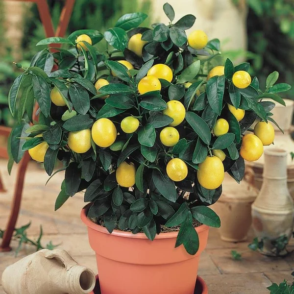 Meyer Lemon Tree Plant, Zone 2-11, White, 4 - 6 Feet, Full Sun