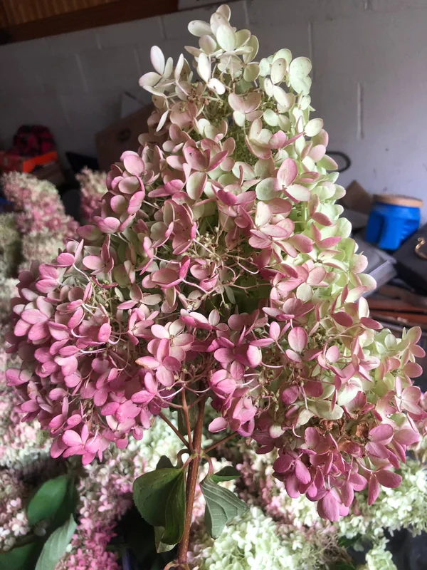Dried Hydrangea Flowers