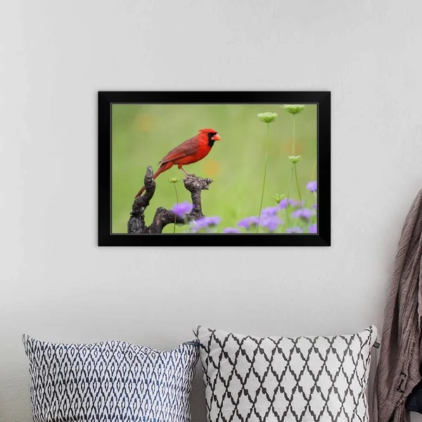 Northern Cardinal (Cardinalis Cardinalis) Male Perched on Limb - Black Framed Wall Art, 24x16, Great Big Canvas