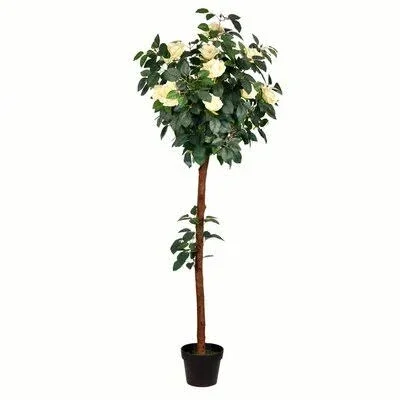 Rose Flowering Tree in Pot Charlton Home