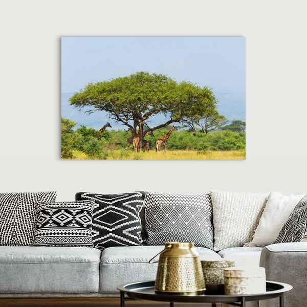 Giraffes Under An Acacia Tree on The Savanna - Murchison Falls National Park, Uganda, Canvas Wall Art, 60x40, Great Big Canvas