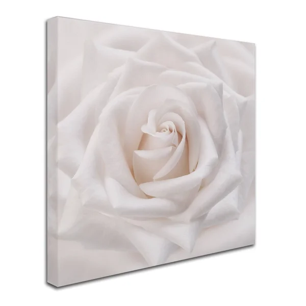 Trademark Fine Art Ali1785-C1818Gg Cora Niele &Soft White Rose& Canvas