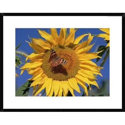 Global Gallery Painted Butterfly on Sunflower, New Mexico by Tim Fitzharris Framed Photographic Print Size: 24x22 H x 30x22 W x