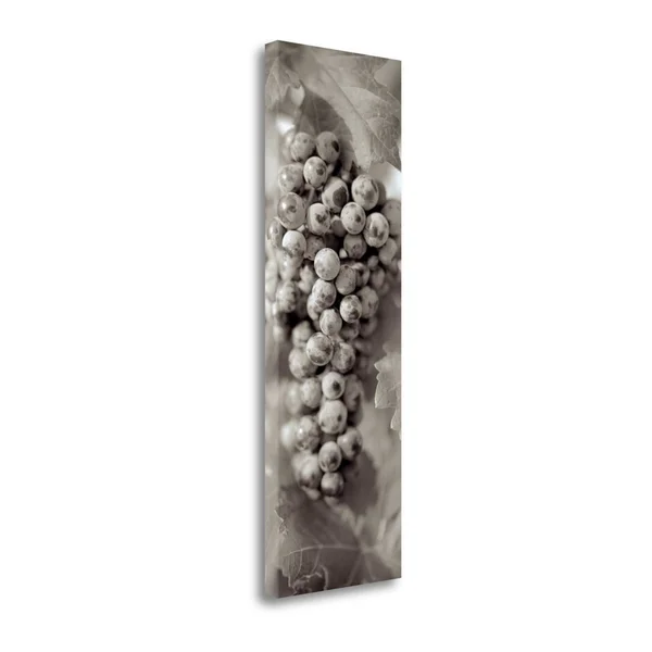 Tangletown Fine Art Grapes Pano, 14x22 by Alan Blaustein, Giclee Print on Wrap Canvas, 16x22x47x22