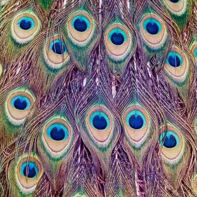 &Peacock Feathers& Photographic Print on Canvas Salty & Sweet Size: 12x22 H x 12x22 W x 2x22 D