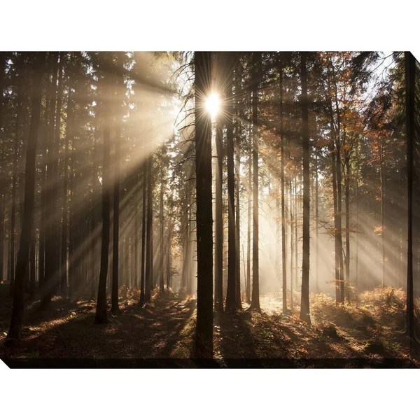Picture Perfect International Autumn Morning in Forest Giclee Print Canvas Wall Art - 30 Inches x 40 Inches x 1.5 Inches
