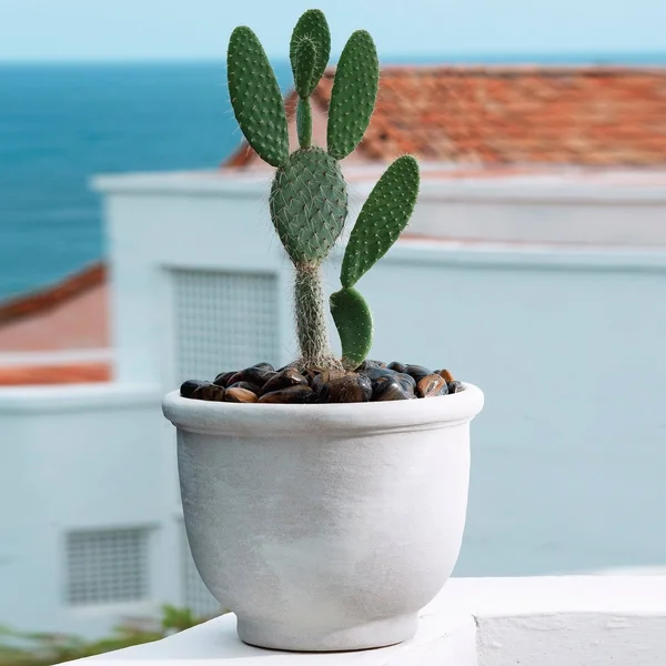 Crescent Garden Agave Planter, Rust, 14-inch