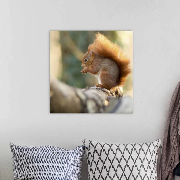 Solid-Faced Canvas Print Wall Art Print entitled Squirrel in Winter on Bark of Tree.